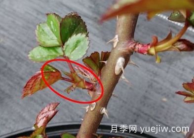 春天來了，你的月季抹芽了嗎？(圖4)