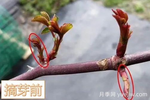春天來了，你的月季抹芽了嗎？(圖5)