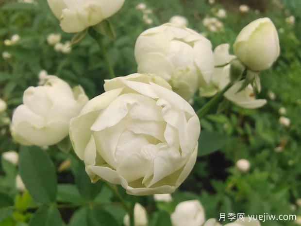 木香花，紅黃橙白木香，爬藤界的鼻祖(圖3)