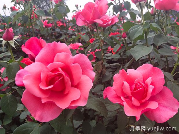 如何識別大花月季品種？(圖1)