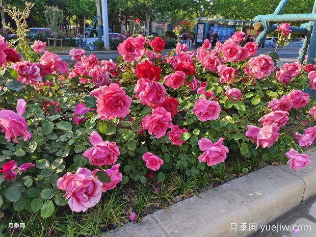 月季花為什么越開越小甚至不開花？(圖1)