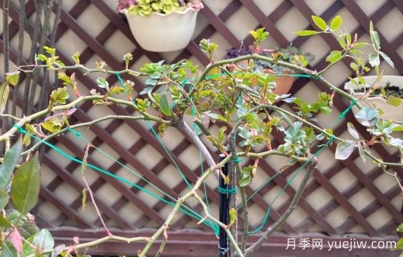 養(yǎng)月季要橫拉，萌芽多變成開花機器(圖1)