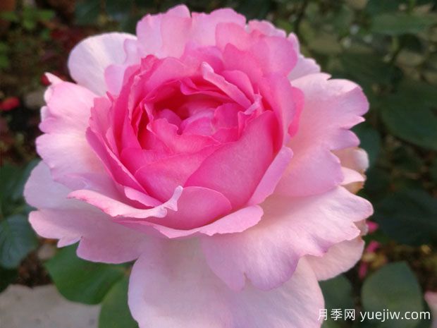 伊芙系列月季，花大濃香多季開花的月季(圖1)