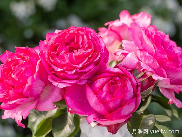 伊芙系列月季，花大濃香多季開花的月季(圖2)