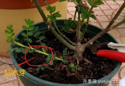 春天月季腳芽要抹掉嗎？這3種情況需要處理掉(圖1)