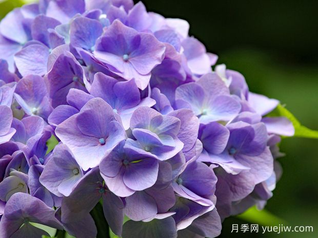 繡球什么時(shí)候開(kāi)花？一年開(kāi)幾次花？不開(kāi)花的原因？(圖1)