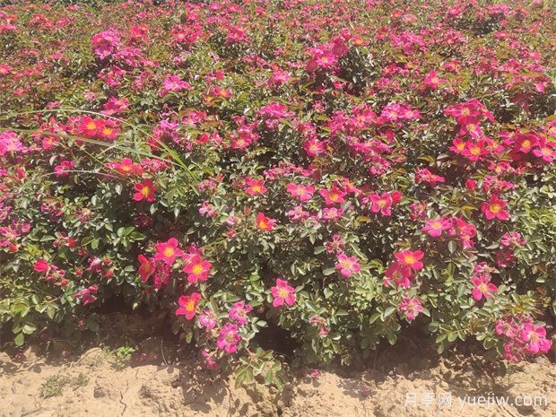 月季盆栽土壤保持適宜濕度的4大好處，附帶3種檢測方法(圖1)