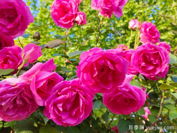 春天月季花養(yǎng)護技巧，讓家中月季花開不斷(圖1)