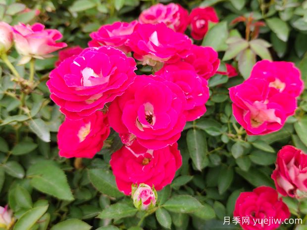 微型月季花的養(yǎng)殖方法？(圖1)
