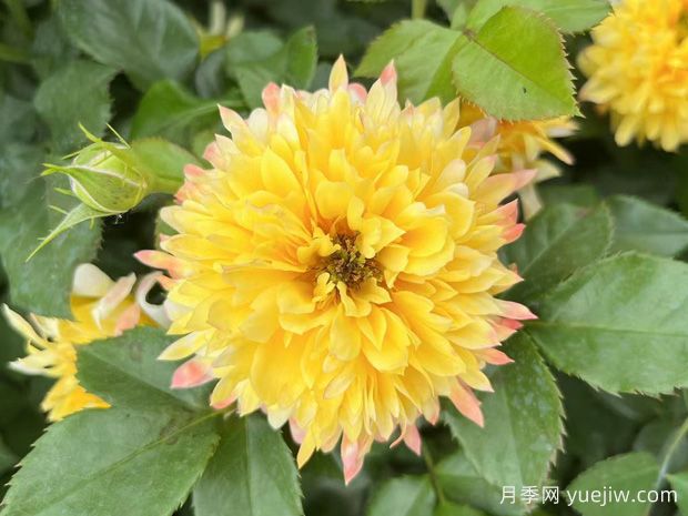花友養(yǎng)的煙花波浪月季優(yōu)缺點(diǎn)(圖1)