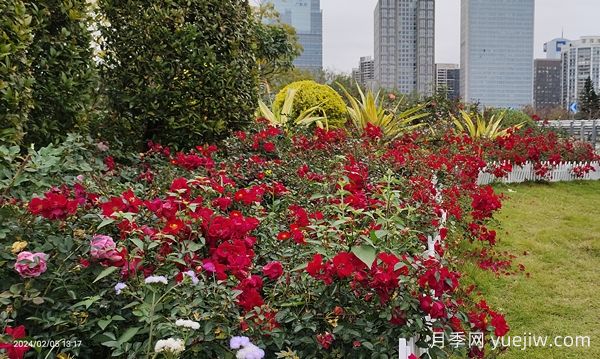 廣州赤坭近千畝七彩月季綻放，一場(chǎng)春天的浪漫之約(圖1)