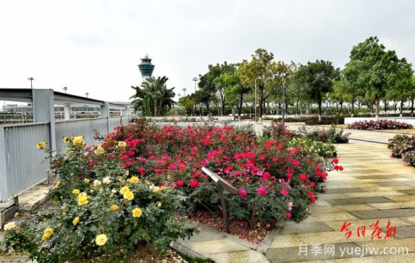 廣州赤坭近千畝七彩月季綻放，一場(chǎng)春天的浪漫之約(圖2)