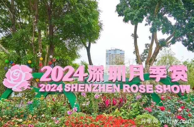 五園聯(lián)動，2024深圳月季賞浪漫進行中(圖1)