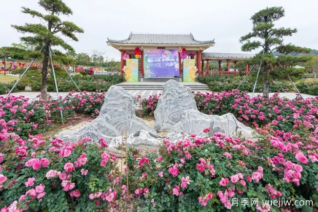 五園聯(lián)動，2024深圳月季賞浪漫進行中(圖2)