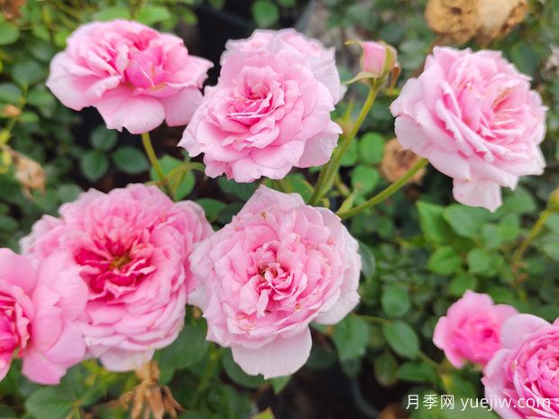 月季、玫瑰、薔薇之間有什么關(guān)系？(圖3)