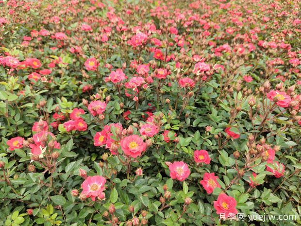 早春時節(jié)草花播種方法和注意事項(xiàng)(圖1)