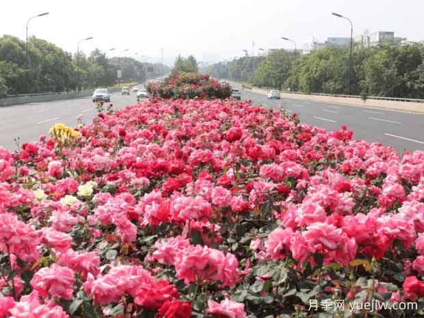 豐花月季開花機(jī)器，稱霸園林綠化(圖2)