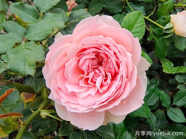 非常值得養(yǎng)的6種月季花，花美抗病四季開花(圖1)
