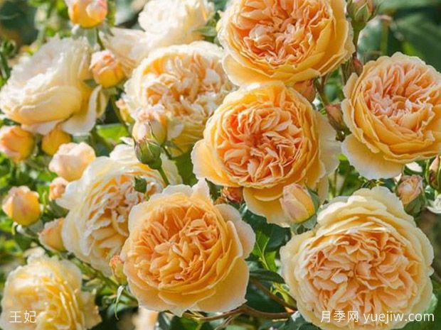 非常值得養(yǎng)的6種月季花，花美抗病四季開花(圖2)