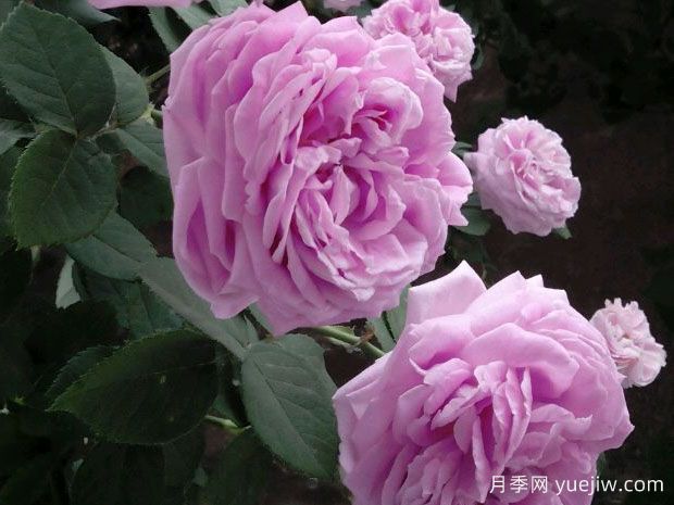 藍月季的花語是什么？(圖1)
