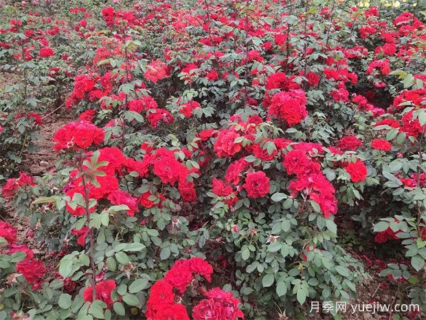 花卉專家論劍萊州月季產(chǎn)業(yè)(圖1)