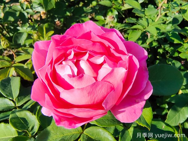 一朵玫瑰的戀語，玫瑰的美妙花語(圖1)