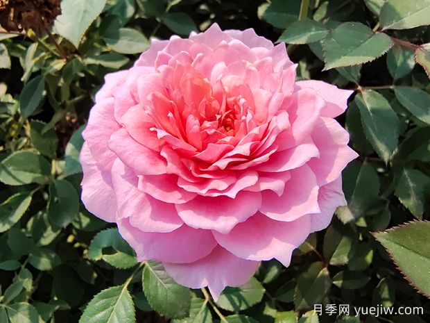 50個(gè)玫瑰表達(dá)愛(ài)意的深情句子(圖1)