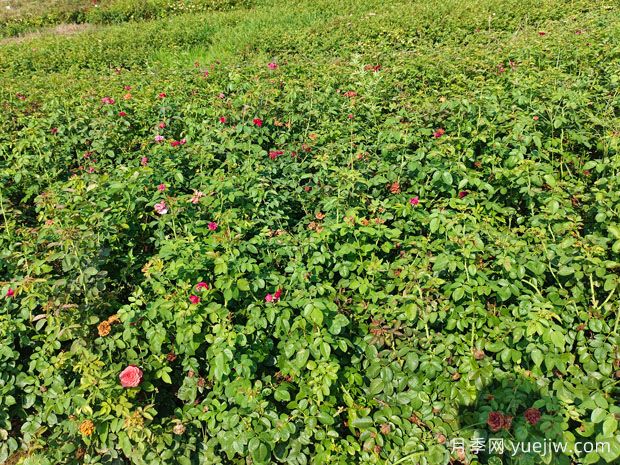 ?薔薇如何開花繁茂？薔薇花與月季花怎么區(qū)別？(圖2)