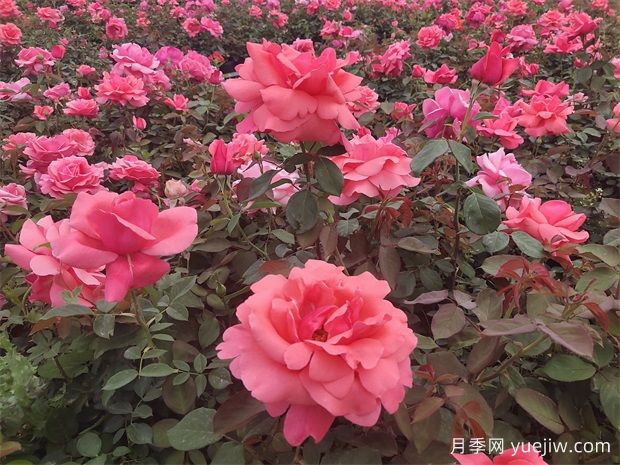 月季之韻，邂逅世間絕美的花中皇后(圖2)