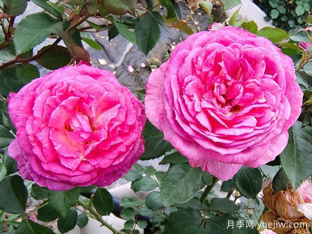 中國(guó)十大傳統(tǒng)名花(圖3)