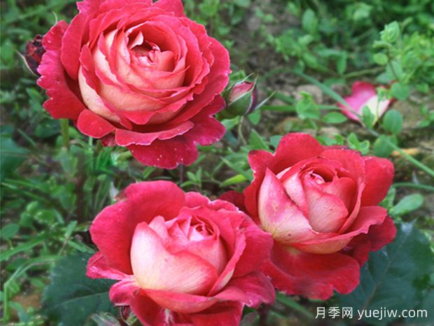 馬薩德醫(yī)生月季零差評，美麗芳香近乎完美(圖1)