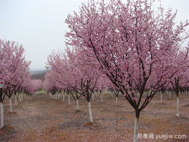 北方城市園林植物八品，一起來細(xì)品(圖1)