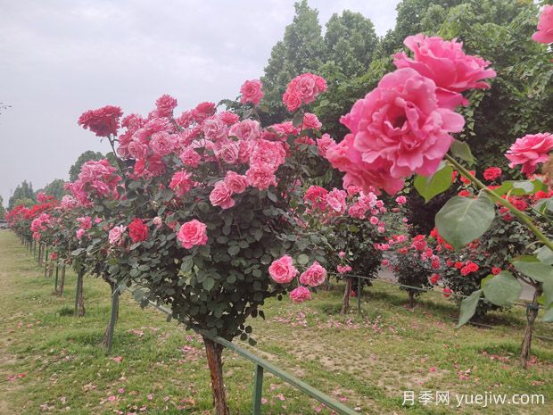 南陽(yáng)三大月季園，賞花游園指南請(qǐng)收好！(圖3)