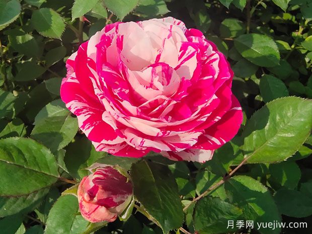 一文教你區(qū)分月季、玫瑰和薔薇的細微差別(圖1)