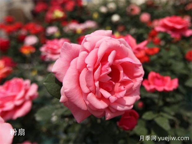 月季為什么要噴施葉面肥？殺菌劑添加葉面肥有何作用？(圖2)