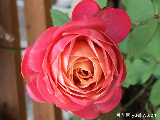 陽臺(tái)經(jīng)典盆栽月季品種推薦(圖3)
