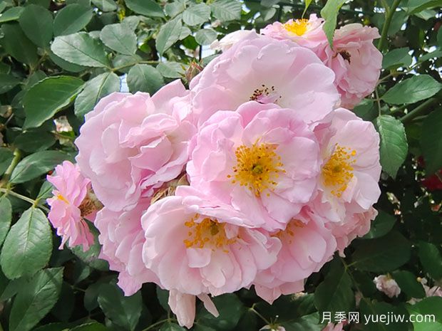 粉團(tuán)薔薇的傳說(shuō)(圖1)