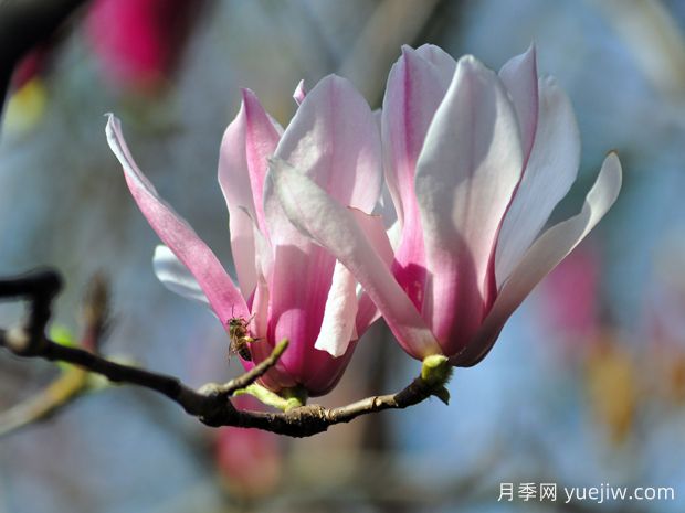 園林中常見的五種玉蘭，教你區(qū)別(圖2)