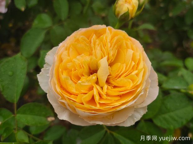 6個不可錯過的切花月季品種(圖1)