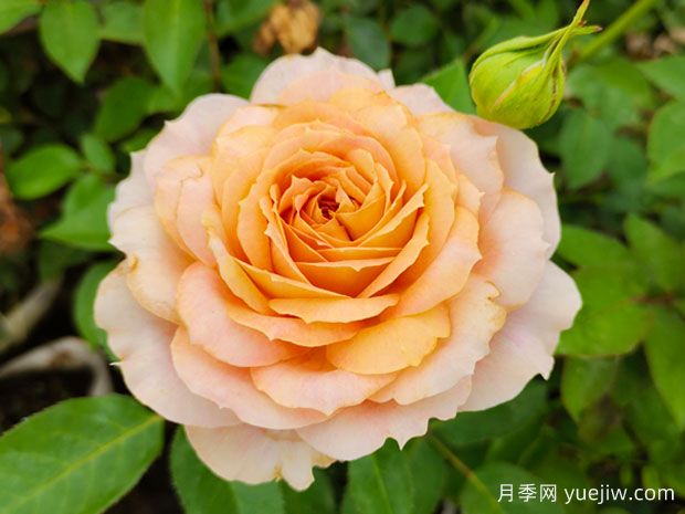 6個不可錯過的切花月季品種(圖3)