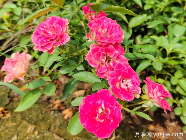 精挑細(xì)選30個迷你月季品種，用于小空間景觀(圖3)