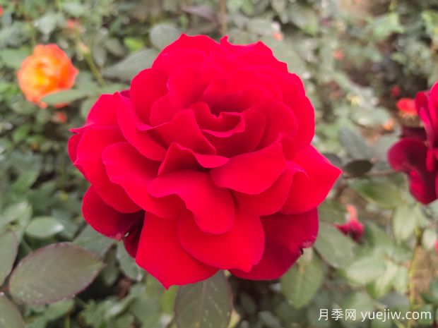 新手如何養(yǎng)好月季花？(圖1)