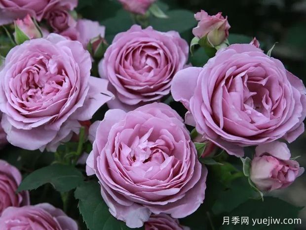 藍(lán)色風(fēng)暴月季的優(yōu)缺點(diǎn)是什么？如何栽種管理(圖1)