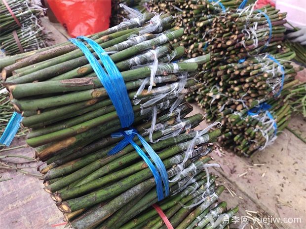 花友月季花***適合的嫁接時間(圖1)