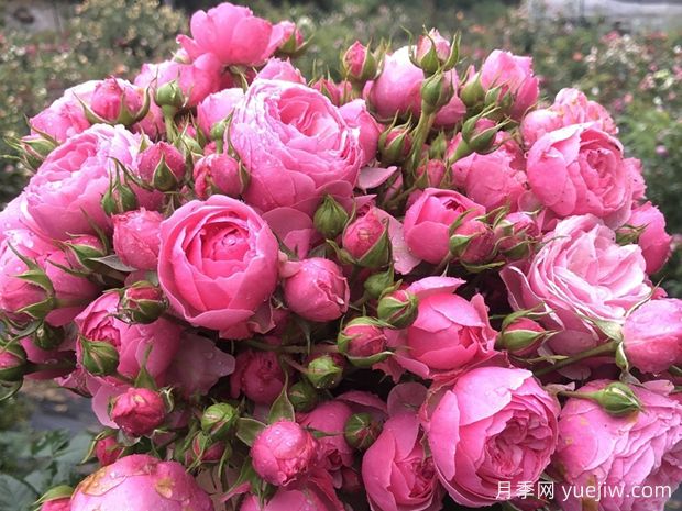 六個(gè)好看又好養(yǎng)的花？必須有月季花(圖1)