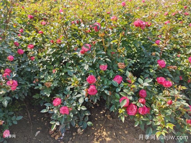 怎樣才能讓月季開更多的花嗎？花芽分化后怎么施肥？(圖1)