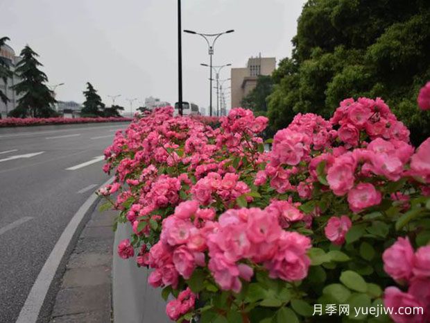 為何城市綠化帶都開始大規(guī)模栽植月季花？(圖2)