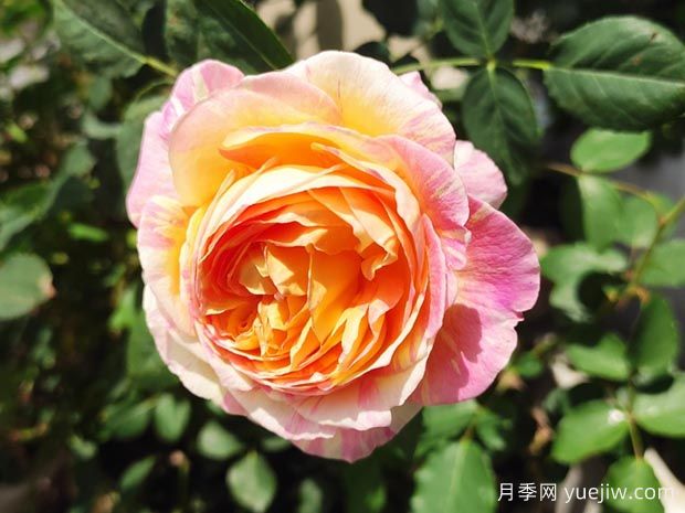 莫奈月季的優(yōu)缺點是什么？介紹(圖1)