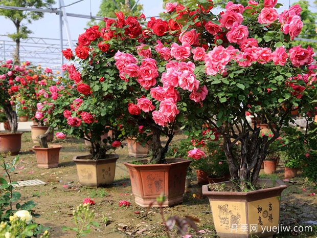 ?樹狀月季春季花后修剪攻略，復(fù)花靠剪(圖1)