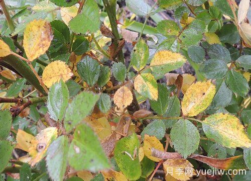 月季葉子發(fā)黃一碰就掉怎么補(bǔ)救？(圖1)